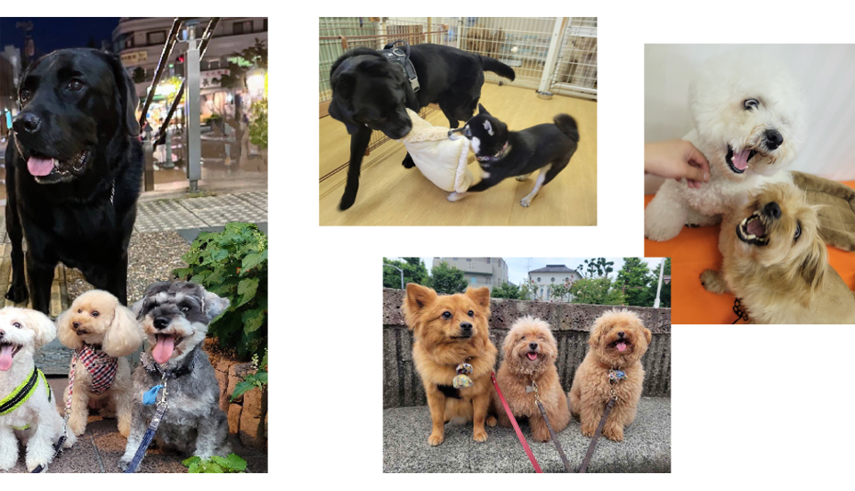 フリースペースでお友達と一緒に楽しく過ごせるDog Hotel Club KenKen 田園調布店